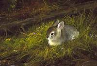 Young Cottontail