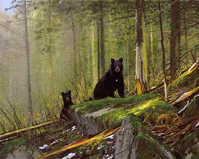 Black Bears on the Sun River