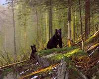 Black Bears on the Sun River